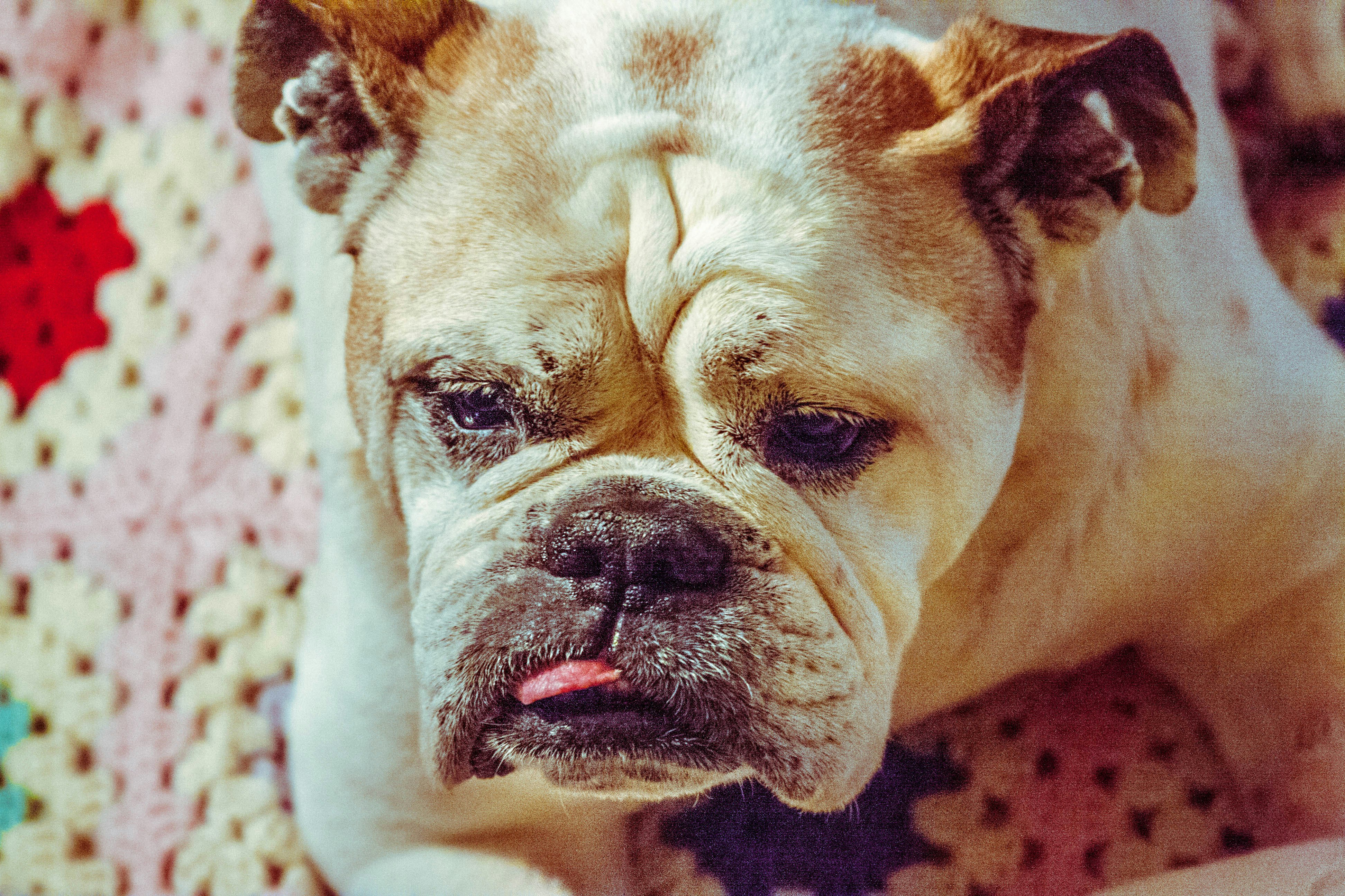 adult brown bulldog